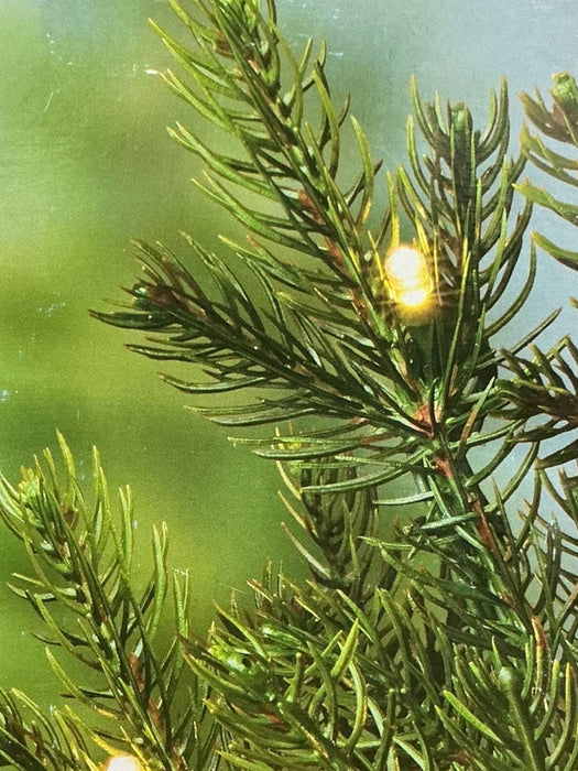 Arbol Navideño (DECORATOR)